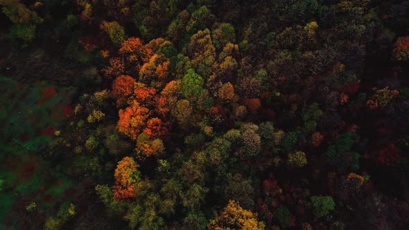 Deforestation. Forest logging, global warming disaster.