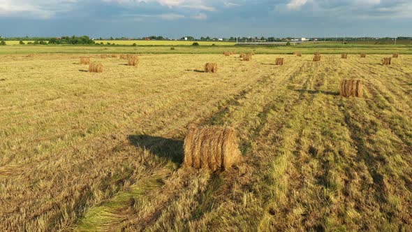 Season of Harvest in Fields Grass Gold Round Haystacks Rural Life and Agriculture Concept