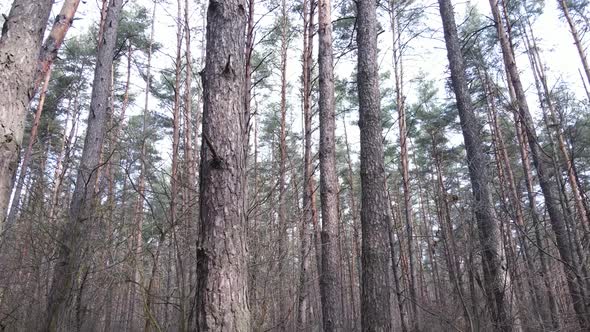 Trees in a Pine Forest During the Day Aerial View