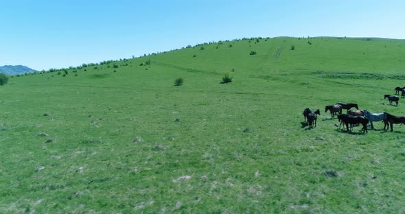 Flight Over Wild Horses Herd on Mountain Meadow. Summer Mountains Wild Nature. Freedom Ecology