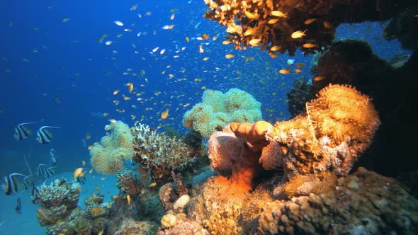 Tropical Underwater Sea Fishes