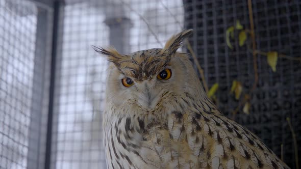 Siberian eagle owl in cage at zoo. Front view.