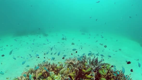 Coral Reef and Tropical Fish Underwater. Bohol, Panglao, Philippines.