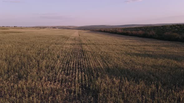 Drone Video of a Corn Field Severely Affected By the Drought of 2020.