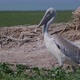 Young Dalmatian Pelican or Pelecanus Crispus in a Wild - VideoHive Item for Sale