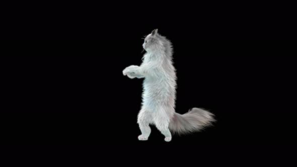 Cat Dancing 4K