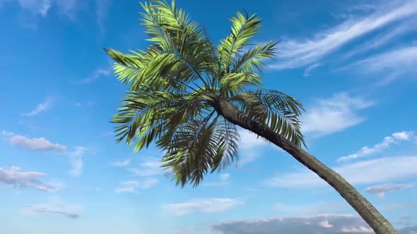 Palm Tree In The Wind On A Sky Background