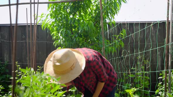 Portrait of Smiling Young Woman Walking in Garden Between Rows of Growing Plants