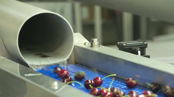 Cherry Factory. Close up, packing, choosing, washing cherries