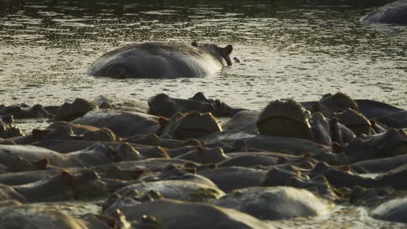 Hippopotamus pod in a river