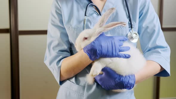 Female Doctor Holding a White Rabbit in Her Arms Complete Pet Physical Checkup