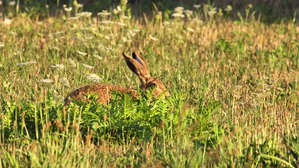 Hare eating grass