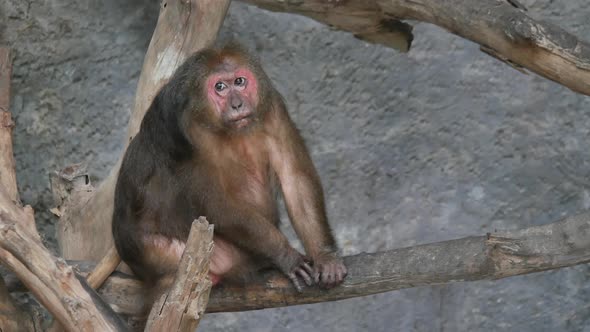 Wild rhesus monkey in the Forest