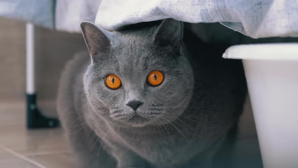 Curious Frightened Gray British Cat Hides Behind Washed Linen Observing Move