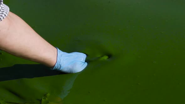 hand in protective glove scoops river water infected with green algae