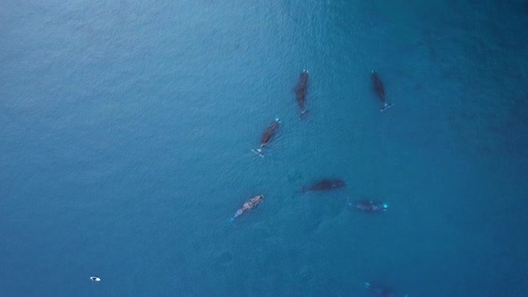 Bowhead Whale Family Swimming Together in Calm Blue Ocean Water Aerial View of a Pod of Bowhead