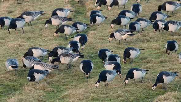 Flock of barnacle geese grazing in a field lit by the evening light at Caerlaverock wetland centre S