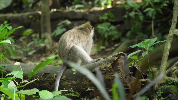 Monkeys in the Forest in Bali.