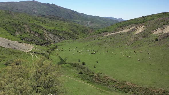 Aerial View Of Sheep Grazing In The Meadow