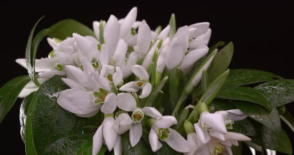 Snowdrop Flowers Opening On Black Background, Close Up 