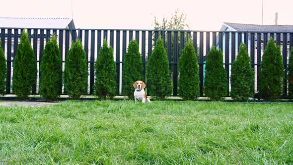 Beagle Dog Run at Grass Outdoors