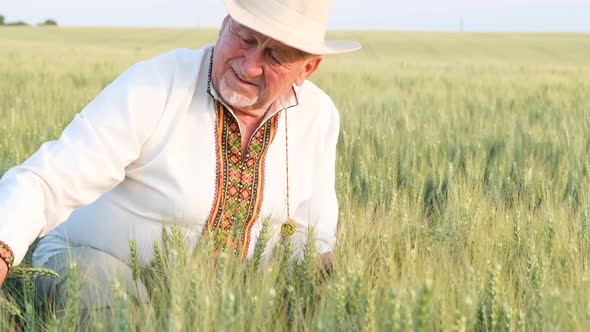 A Happy Farmer is Sitting in the Middle of the Field and Stroking the Ears of Wheat with His Hand