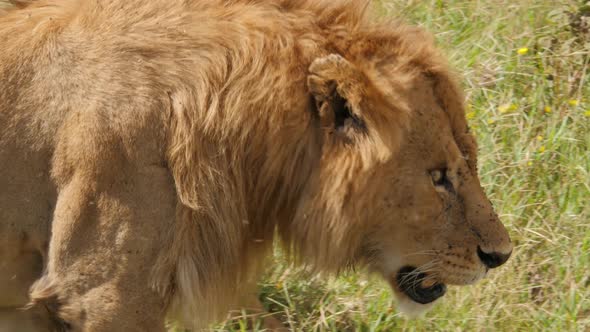 Male Lions on the rocks in Serengeti National Park Tanzania