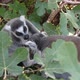 Mother Lemur Cleaning Her Kid Sitting in a Leafy Tree on a Sunny Day in Summer - VideoHive Item for Sale