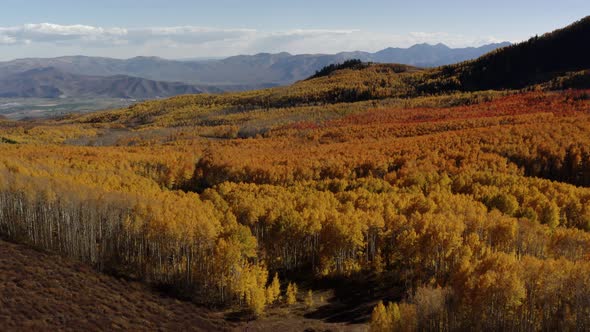 The colorful changing tree colors of Norther Utah. The yellow trees shown in the fall in the mountai