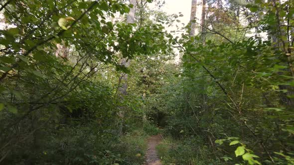 Trees in the Forest on an Autumn Day