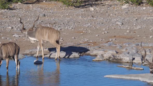 Pan from a herd of kudus drinking from a pond