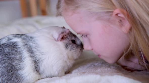 Blonde Girl Playing with Her Domestic Grey Guinea Pig at Home Touch Each Other with Their Noses