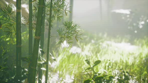 Bamboo Trunks and Sunlight Shines Through the Walls of the Plant and Fog alt