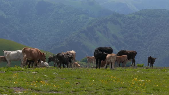 Cows Together Grazing in a Field