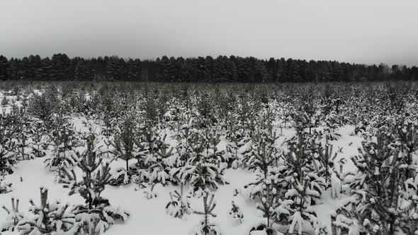 Flying over the tree nursery in Russia.