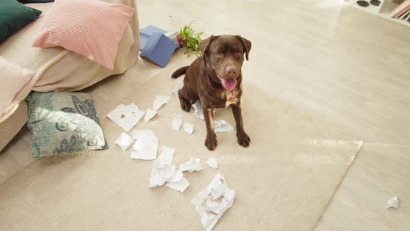 Naughty Labrador Dog Portrait