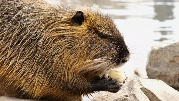 Cute Nutria Eating on the River Bank