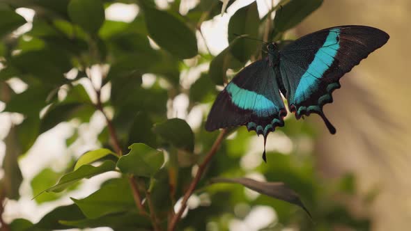 A Butterfly Papilio Buddha Resting on the Branches of a Tree