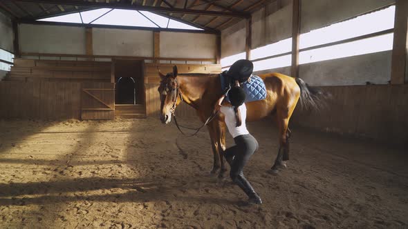 Young Female Rider Harnesses the Horse and Tightens the Saddle in a Covered Hangar, Light and Dust.