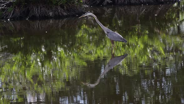 Great blue heron (Ardea herodias) in breeding plumage, hunting in water, with reflection, Wakodahatc