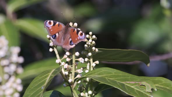 Peacock Butterfly On White Spring Laurel Blossom Flower