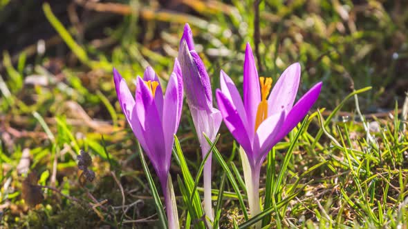 Spring Crocus Flowers Blooming in Sunny Morning Nature