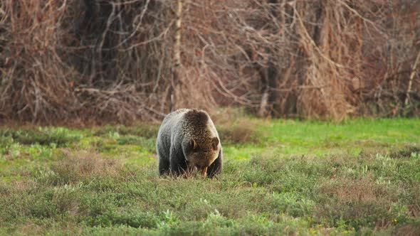 Huge Grizzly Mamma Bear Eating Grass on the Green Forest Meadow USA  Wildlife