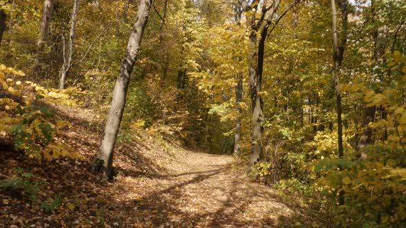 POV walk through the woods by autumn 4K video