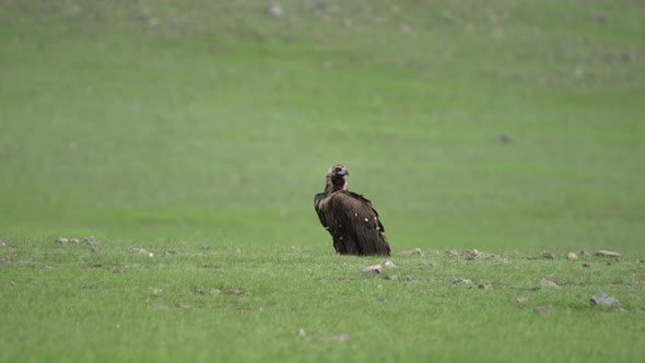 Wild Vulture in Green Meadow