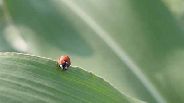 Coccinellidae beetle outdoor close-up 4K 2160p 30fps UltraHD footage - Red ladybird on the corn leaf