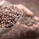 Coffee roaster, coffee beans that are roasted from the oven to ripen and ready for further drinking - VideoHive Item for Sale