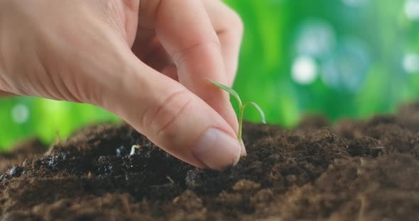 Agriculture Eco Farming. World Soil Day Concept: Male Farmer Hands Plant Sprout with Green Leaves