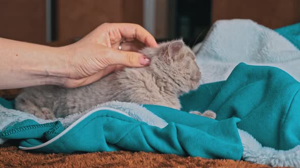 Gray Kitten Plays with the Girl's Hand Lying on the Bed