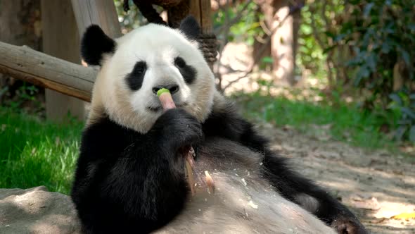 Giant Panda Bear Eating Bamboo